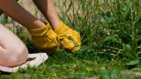 7 maneras de acabar con las malas hierbas sin productos químicos