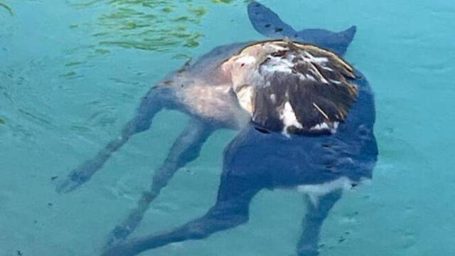 Un cadáver de un corzo flotando en el canal