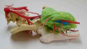 El biomodelo anatómico impreso en 3D por el instituto AIJU y la pyme Avamed Synergy.