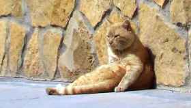 Isidoro, el gato más famoso de Tembleque, ha desaparecido
