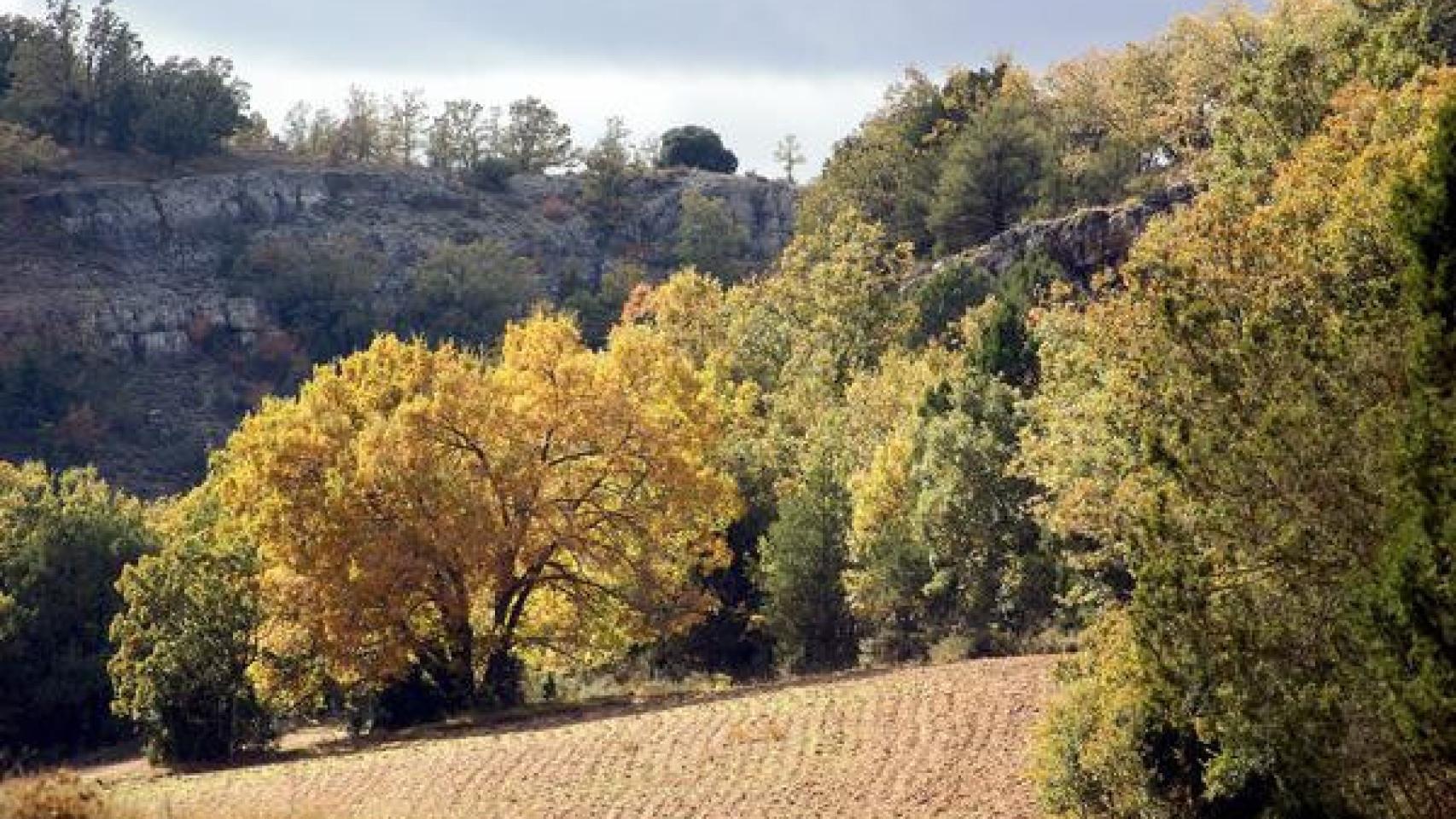 Un profesor vallisoletano aboga por una mayor influencia del sector  forestal en la PAC para mejorar los ecosistemas