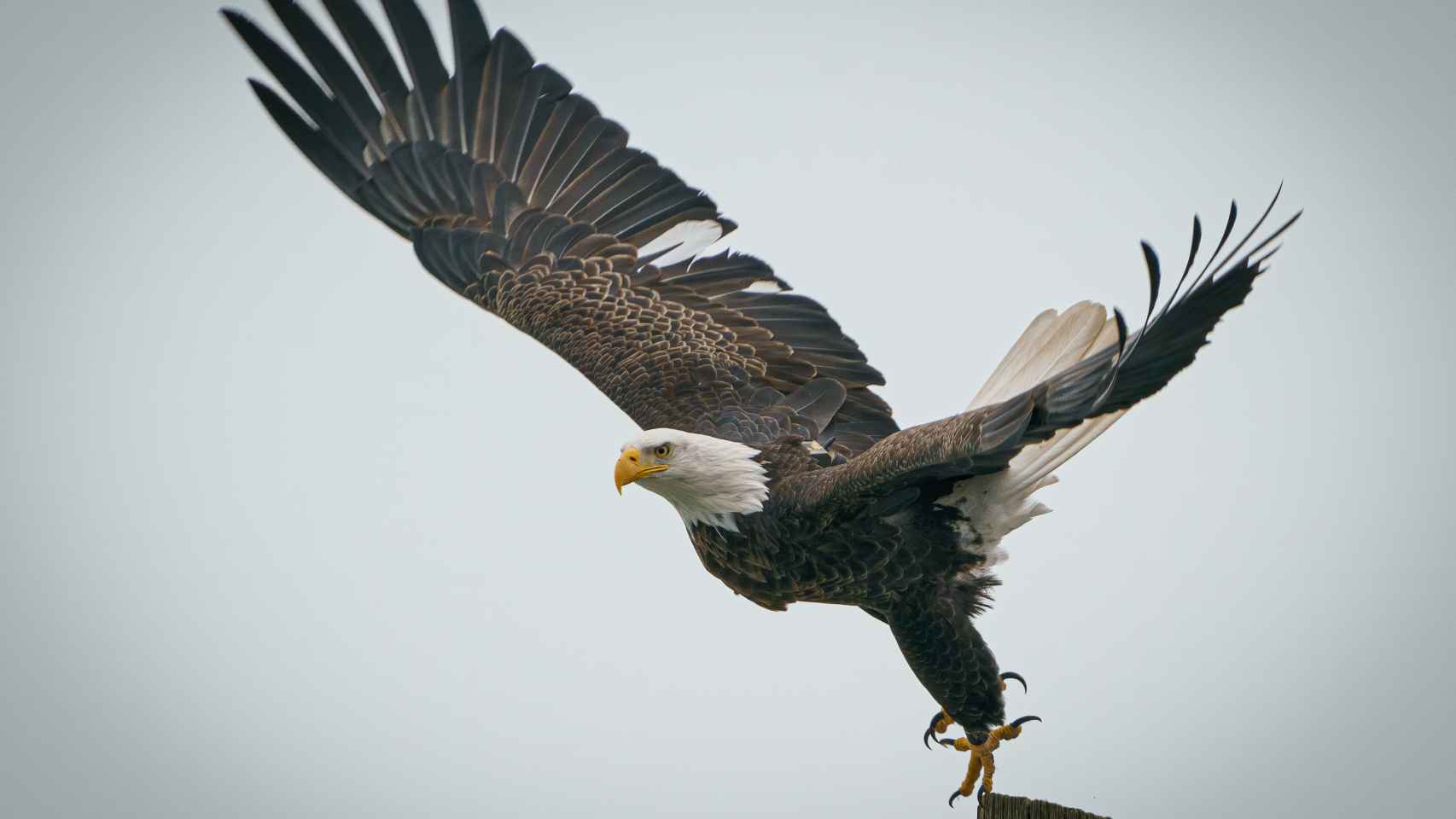 Cuál es el significado del águila como animal de poder