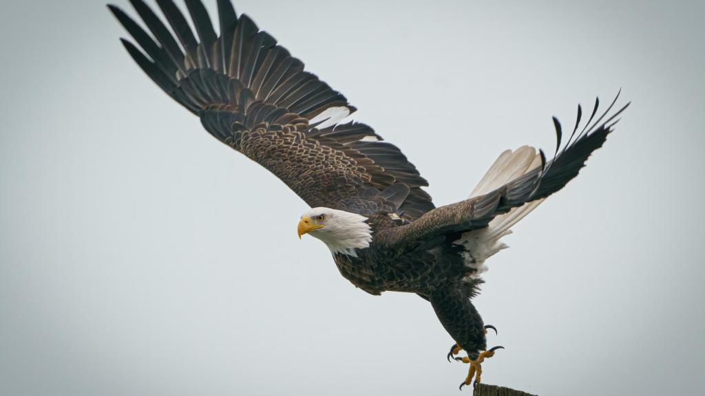 Cuál es el significado del águila como animal de poder 580202976_184766995_1024x576