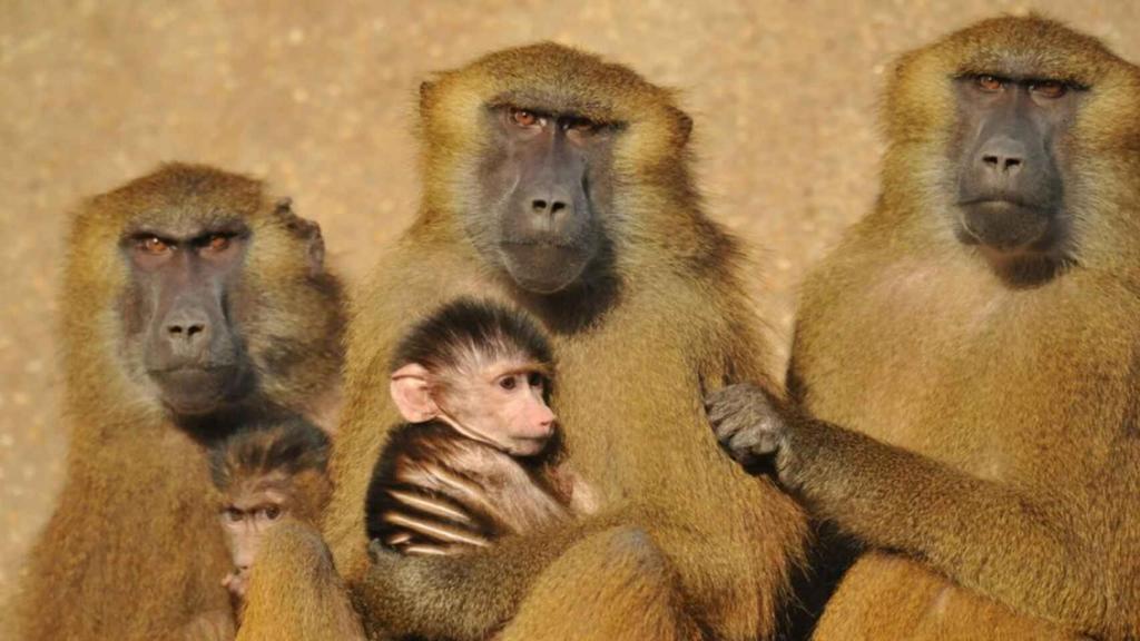 Un grupo de babuinos.