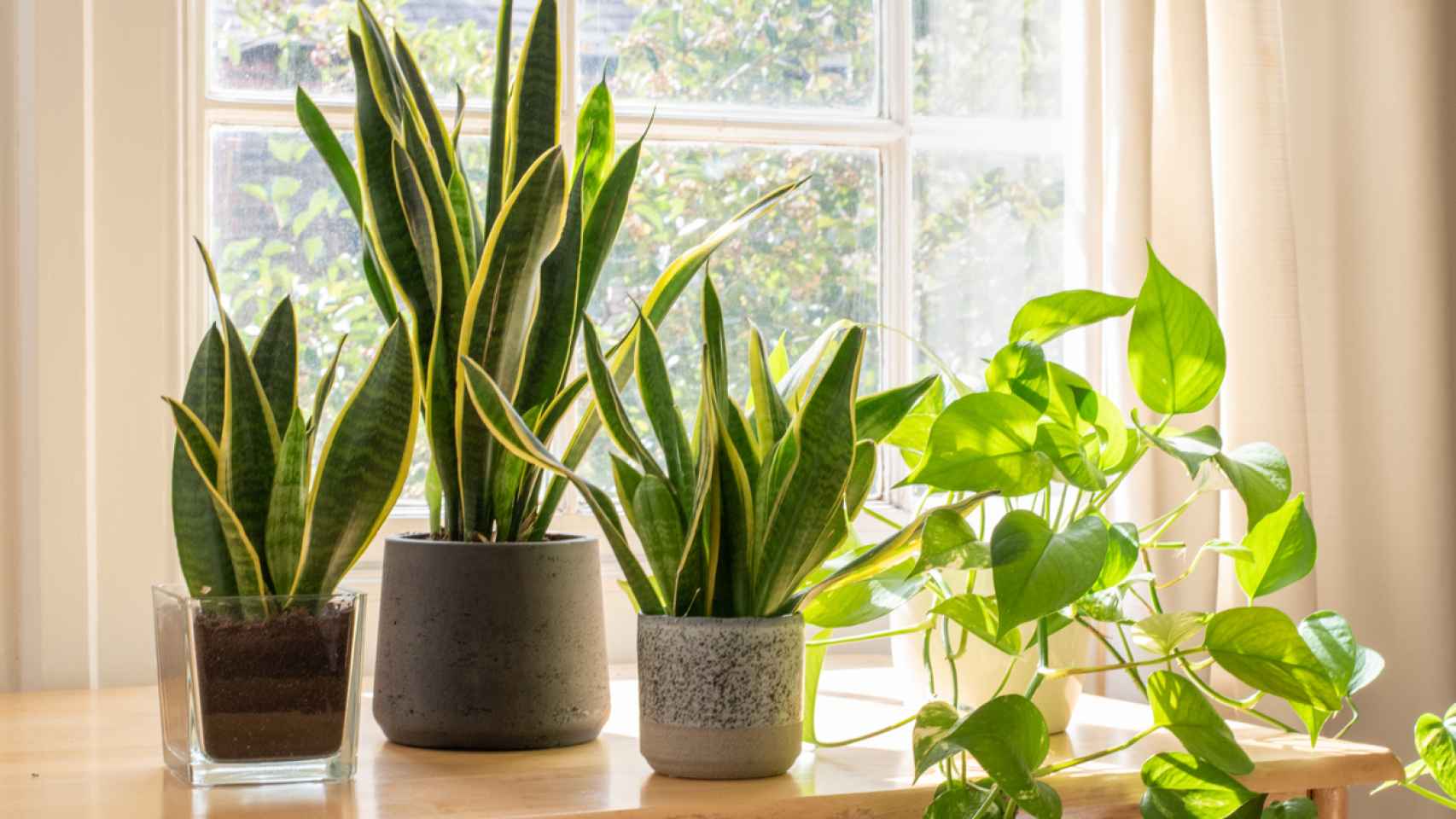 Macetas con autorriego, la solución para sanas tus plantas sin perder tiempo