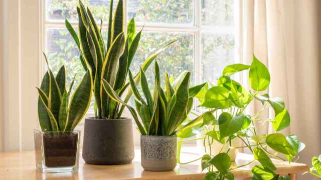 Macetas con autorriego, la solución para tener sanas tus plantas sin perder tiempo