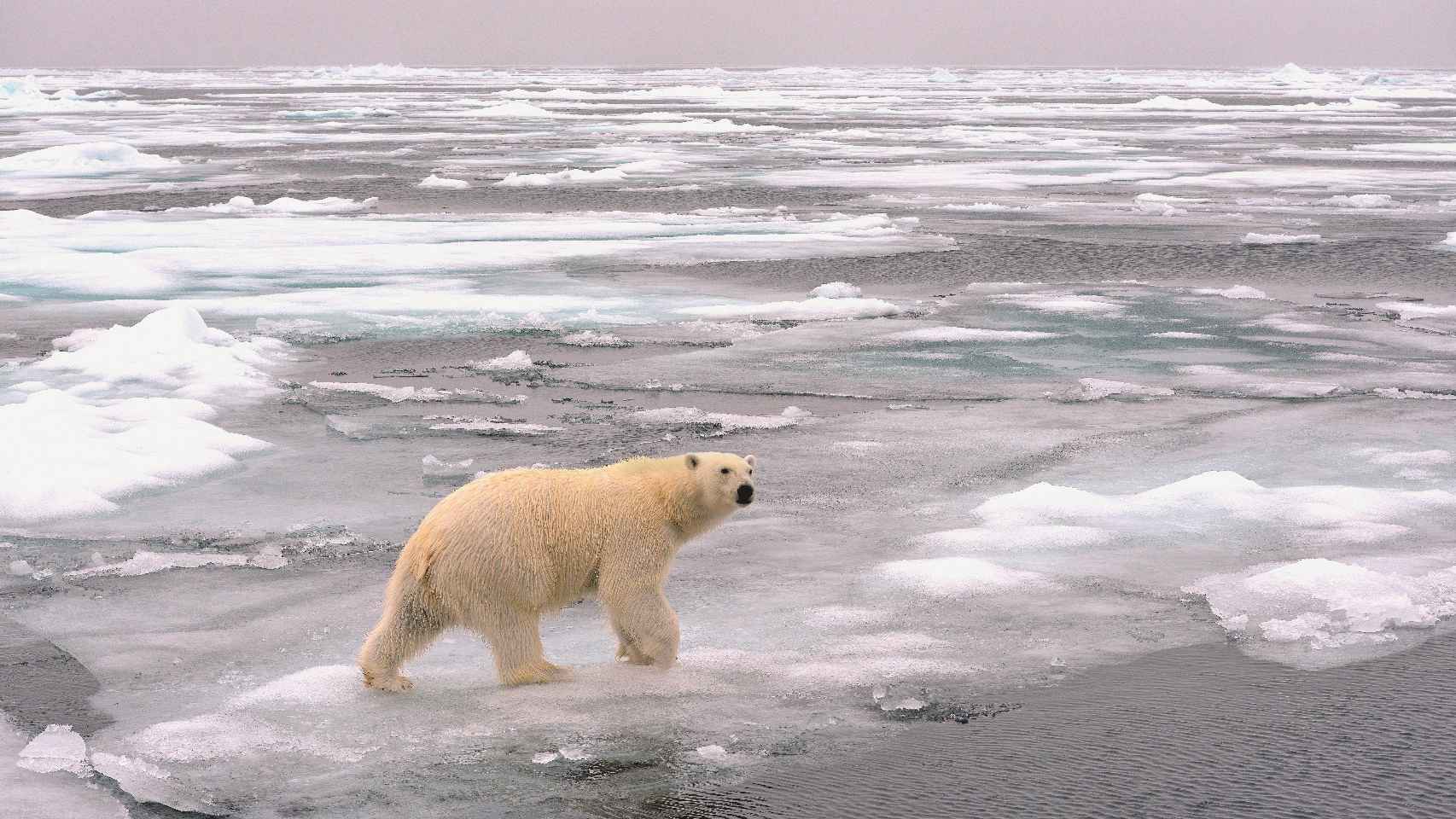 Un oso polar caminando por hielo que se derrite.