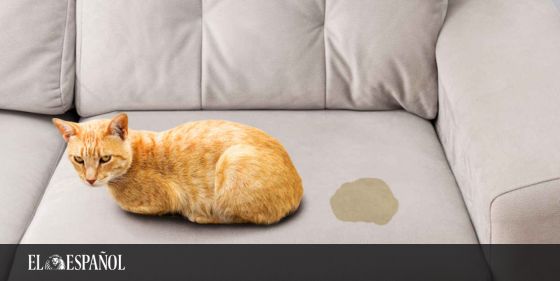 CÓMO LIMPIAR UN SOFÁ DE TELA SIN MAQUINA?? cómo limpiar el sofá de tela  facil y rapido 