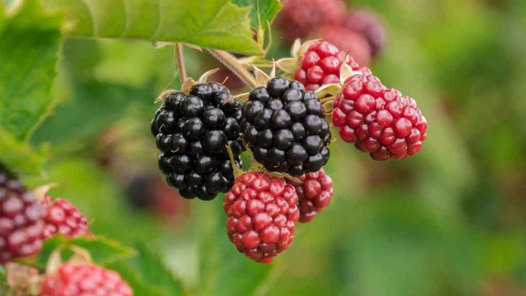 Moras: todas las propiedades y beneficios de la fruta silvestre con más  antioxidantes