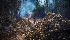 La fiscalización y el control de los delitos medioambientales en la Amazonia brasileña es cada vez más laxa.