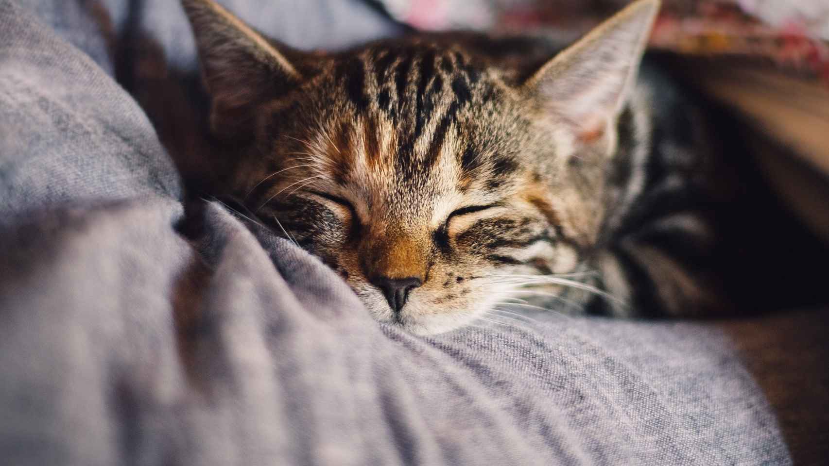 ¿Cuál es el mejor lugar para que duerma un gato?