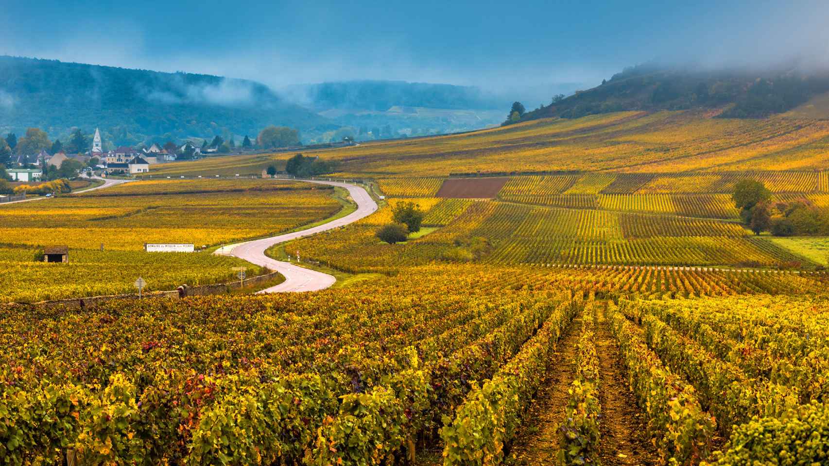 Vista de viñedos borgoñeses.