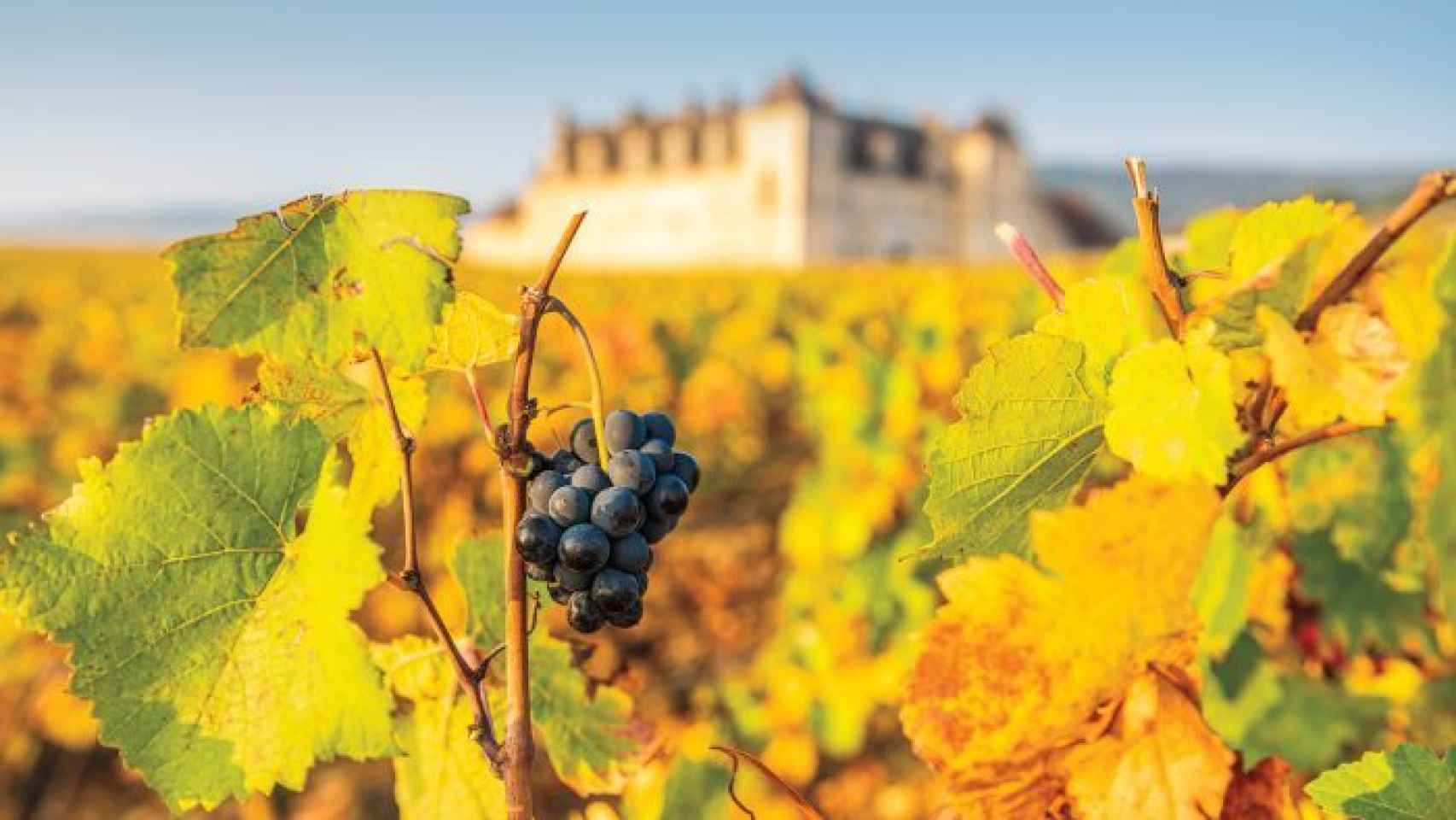 Borgoña, paraíso del vino.