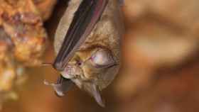 Un murciélago de herradura, pariente de los murciélagos donde se han obtenido las nuevas muestras de virus.