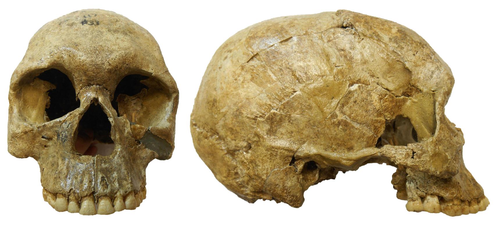Cráneo de una de las personas enterradas en el cementerio prehistórico de Jebel Sahaba.