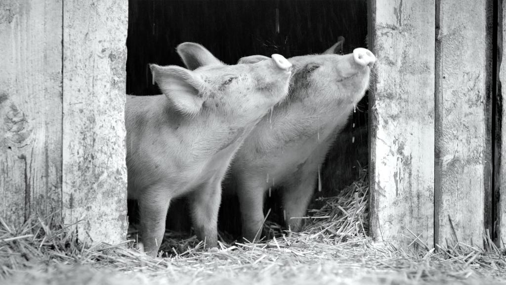 Fotograma de 'Gunda'.
