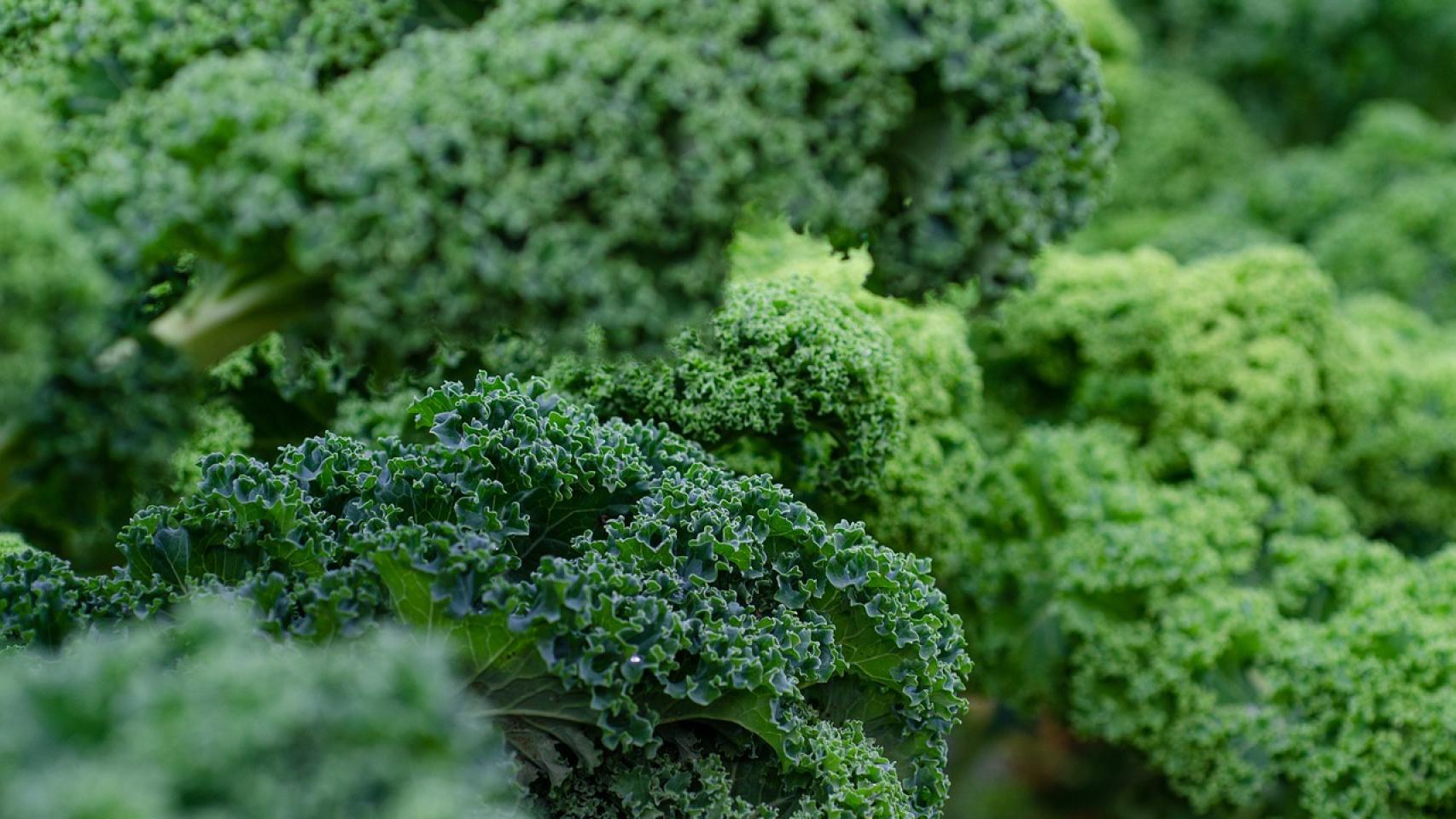 Kale: las propiedades y beneficios de la verdura considerada una 'bomba  nutricional'