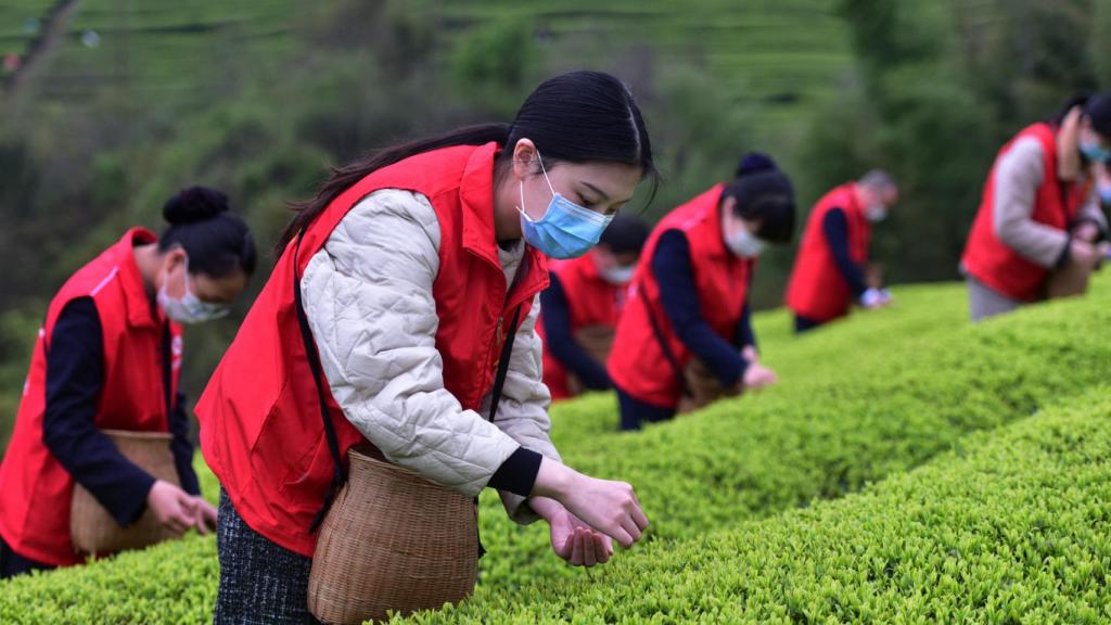 Voluntarias ayudando en los cultivos de té chinos.