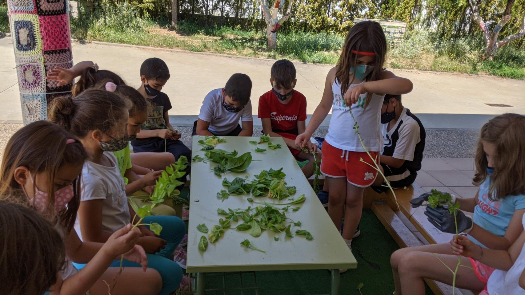 COLÉGIO ESCOTECO: Equipe Escoteco parabeniza os alunos que receberam as  Patinhas Douradas