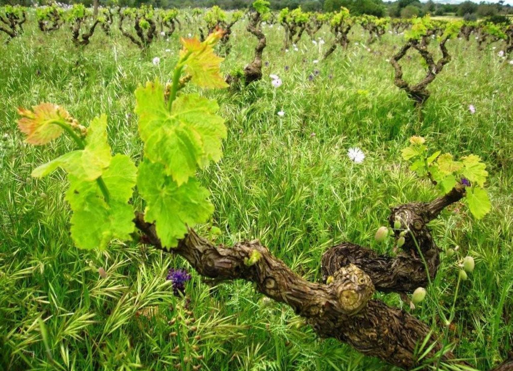 Viñas viejas de Terra de Falanis.