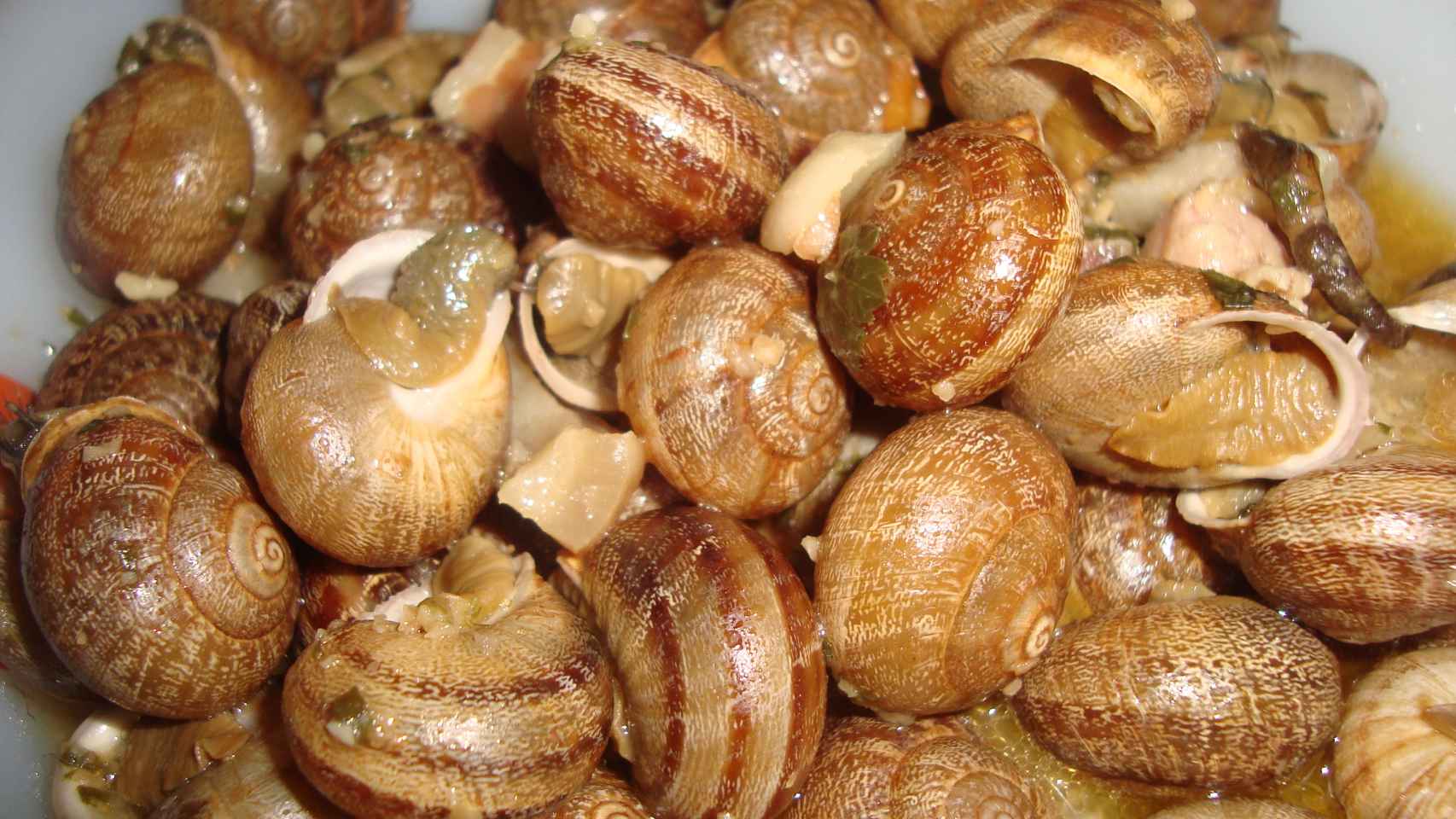 Cómo recolectar, purgar y cocinar caracoles – NeoTeo