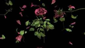 'Flores heroicas (rosa)'