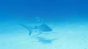 Tiburón gris de arrecife (Carcharhinus amblyrhynchos)