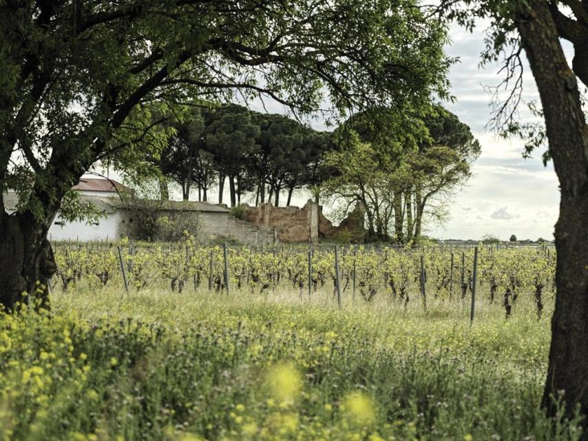 Viñedo de Finca Tinedo.