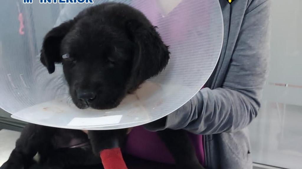 Foto del cachorro, de solo tres meses.