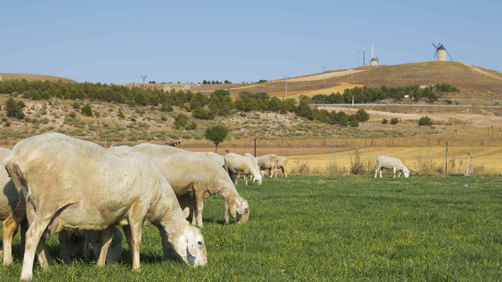 Espacio natural dedicado al pastoreo del ganado