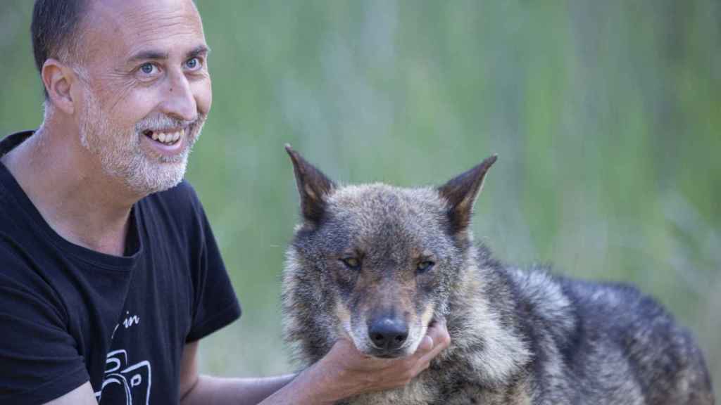 Una pareja de lobos semisalvajes causa sensación en Monzón de Campos