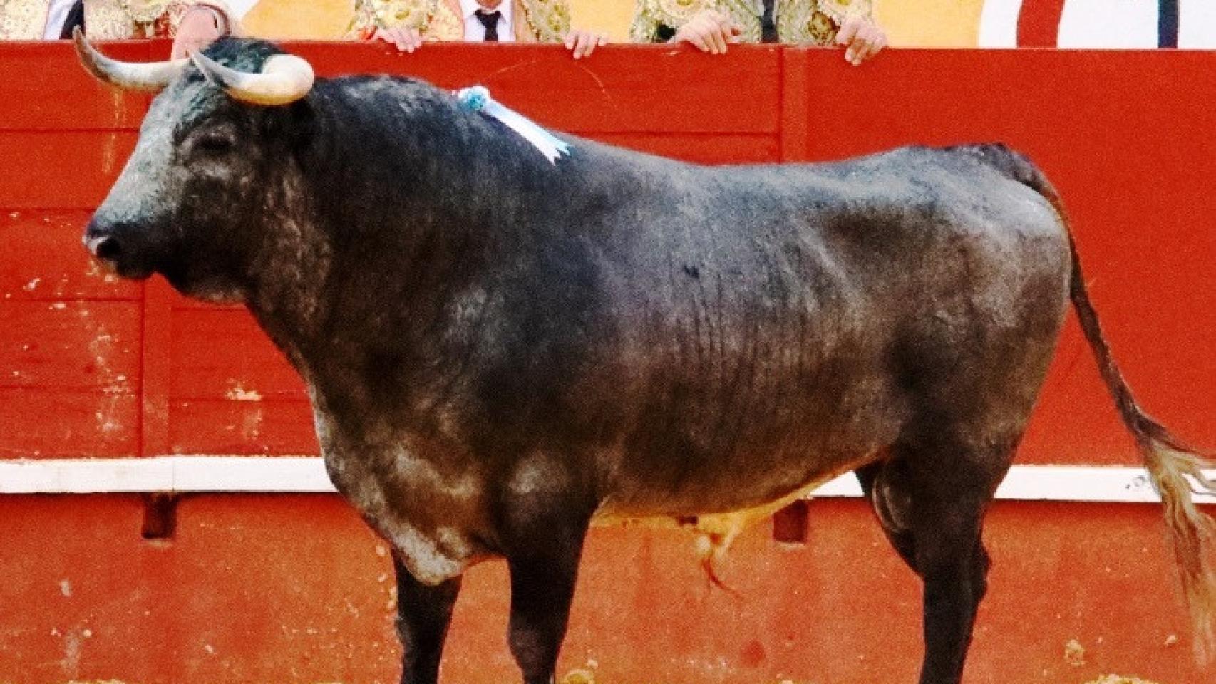 Tarde de terror en la plaza de toros de Cuéllar 1