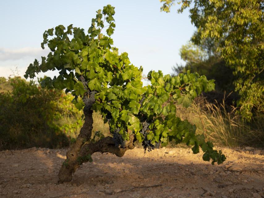 Cepa de trepat.