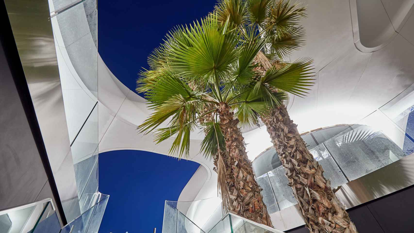 Imagen de algunas palmeras instaladas en Oasiz Madrid.