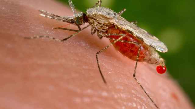 Uno de los mosquitos que transmite la malaria.