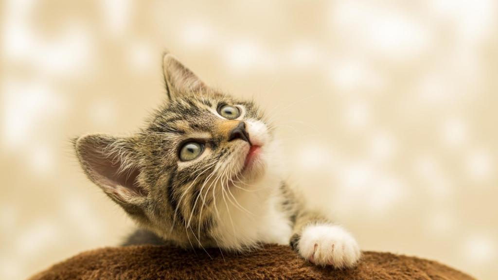 ¿Por qué los gatos se acercan a la cara de los humanos? 592951586_193746688_1024x576