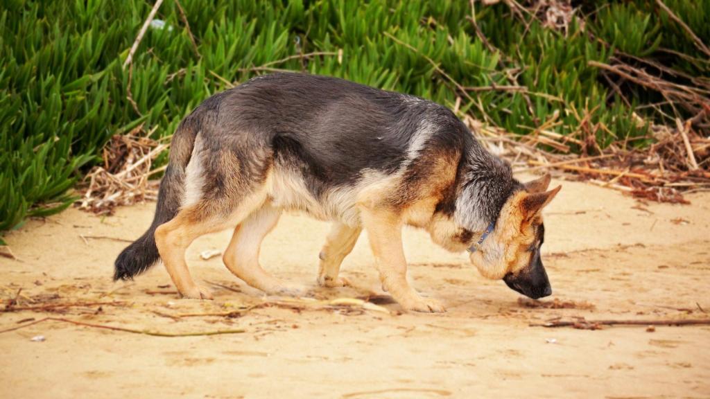 ¿Los perros saben la hora que es por su olfato? 592952633_193777819_1024x576