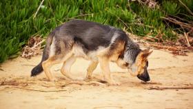 ¿Los perros saben la hora que es por su olfato?