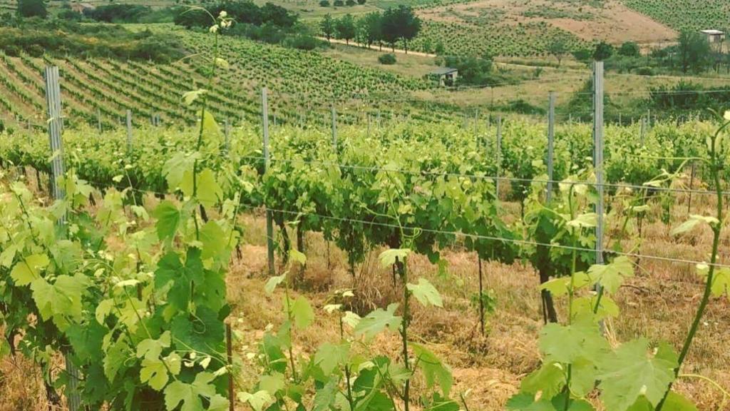 Viñedo de Losada Vinos de Finca en El Bierzo.