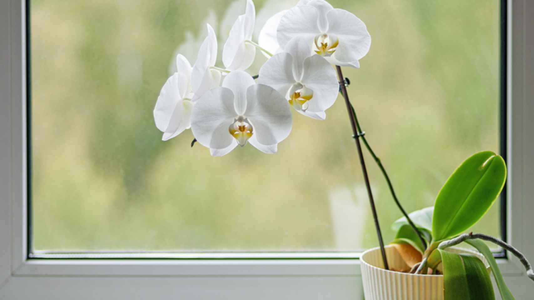 vela Acelerar Para buscar refugio Cómo cuidar las orquídeas en verano