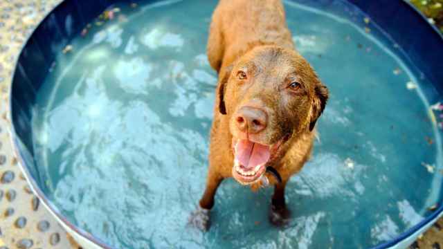 Un perro metido en una piscinita.
