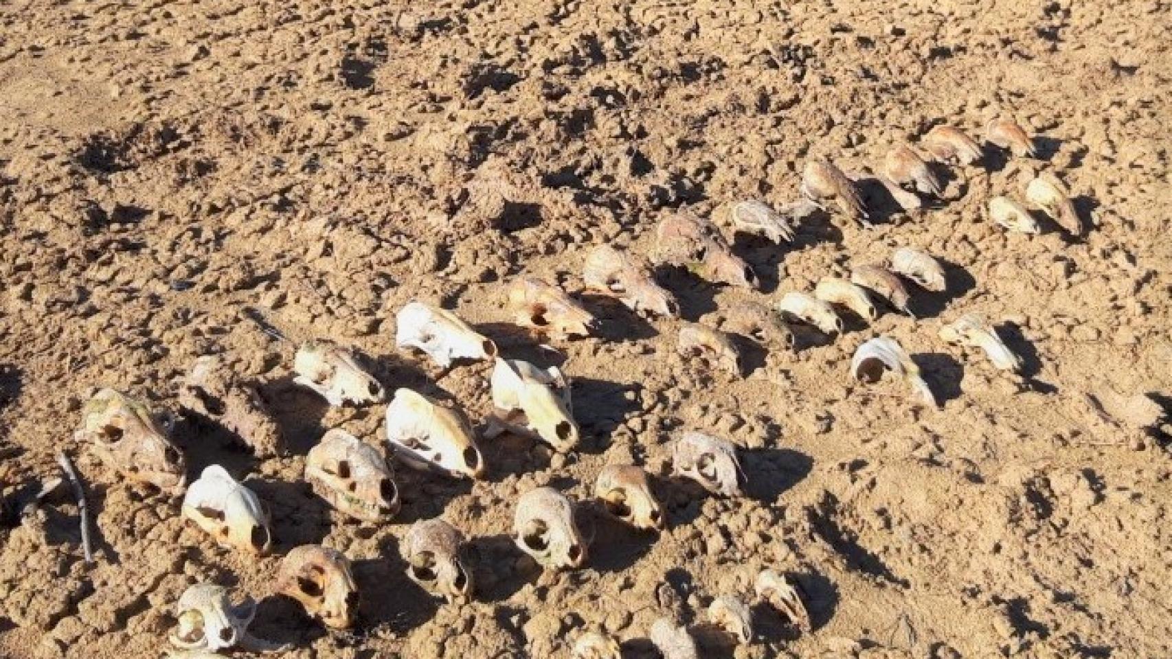 Cráneos de los animales que murieron ahogados y fueron hallados en el fondo de una balsa de la provincia de Valencia.