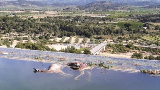 Corzos ahogados en el canal del Turia.