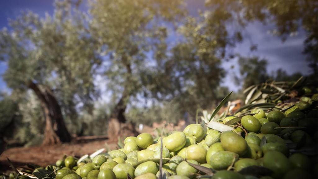 Aceitunas.