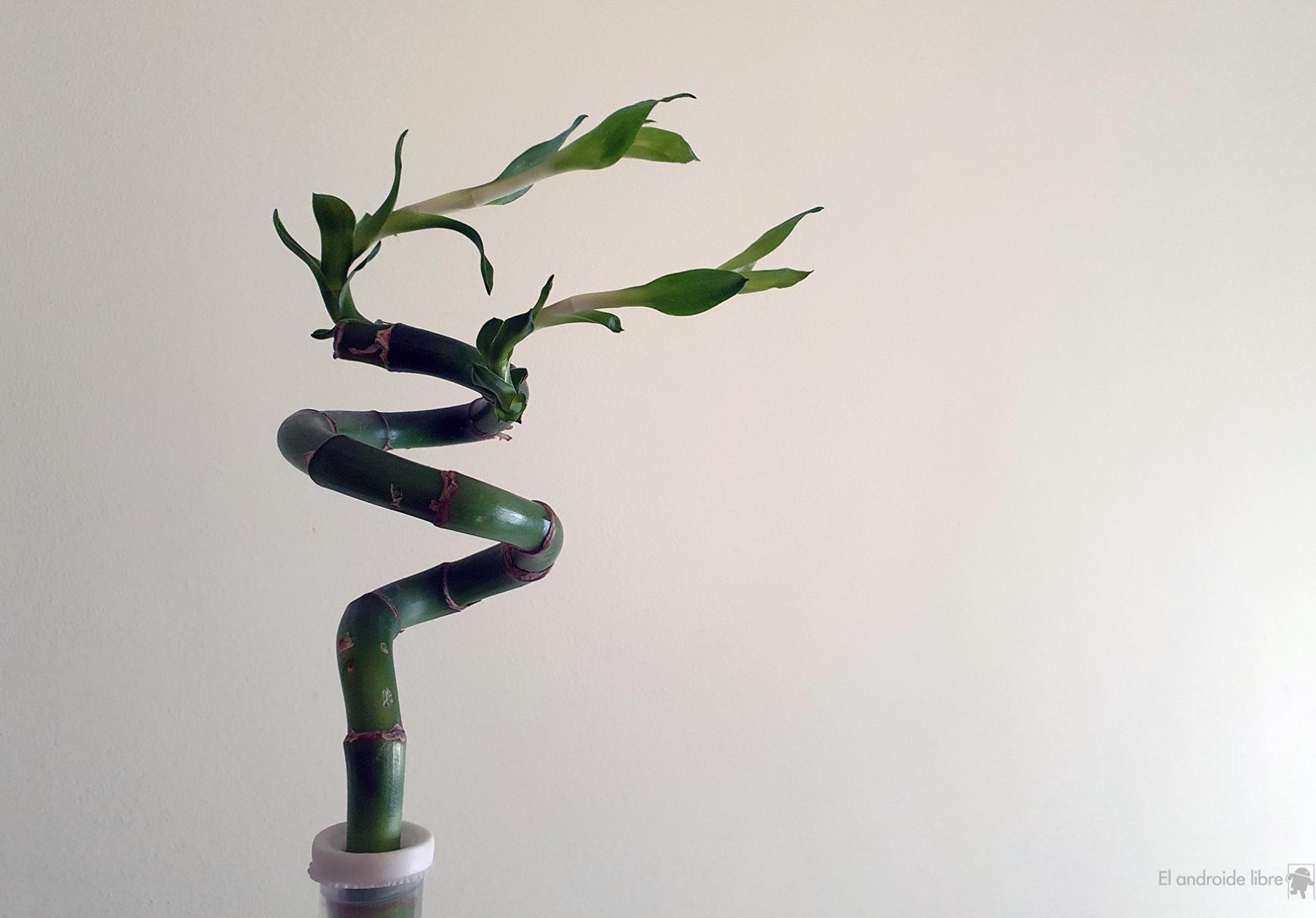 Planta de bambú, regalo parte de Honor