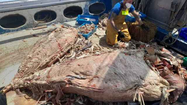 Un pescador, sorprendido por todo el atún muerto.