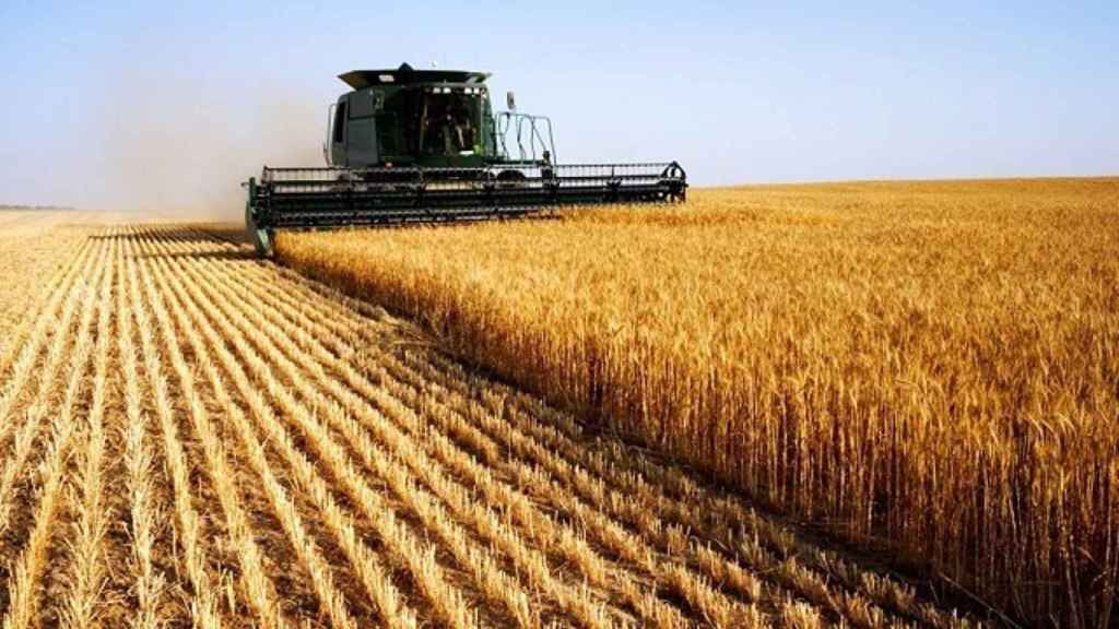 Castilla y León, con el 40% del total nacional, sigue siendo la despensa cerealista de España.