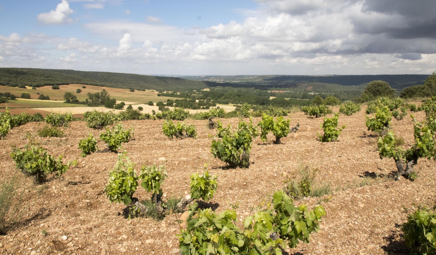 Viñas viejas en la D.O. Arlanza.
