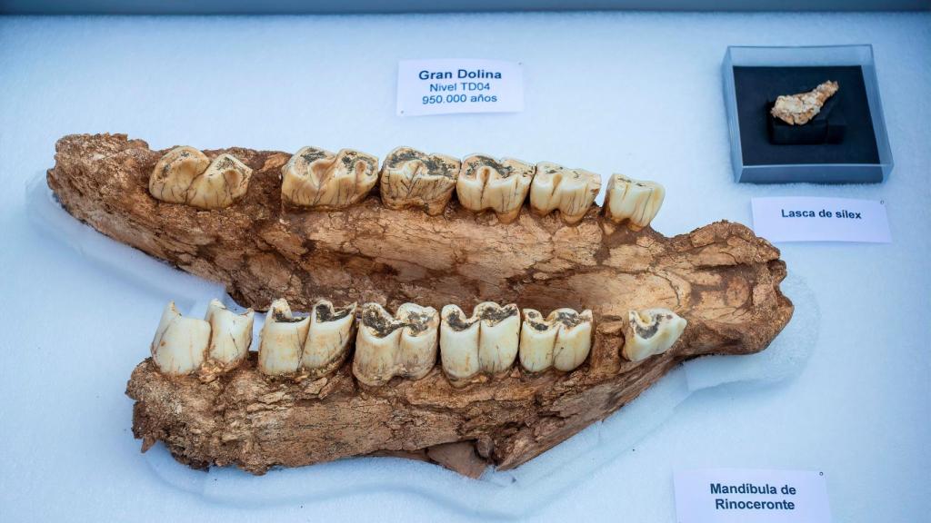 La mandíbula de rinoceronte hallada en Atapuerca.