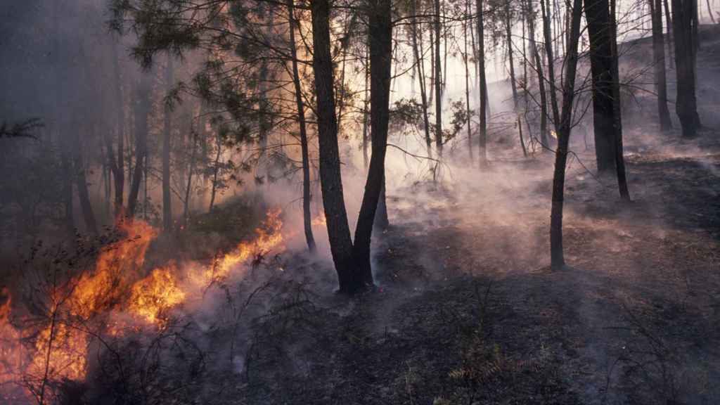 Incendio en un pinar Galicia.